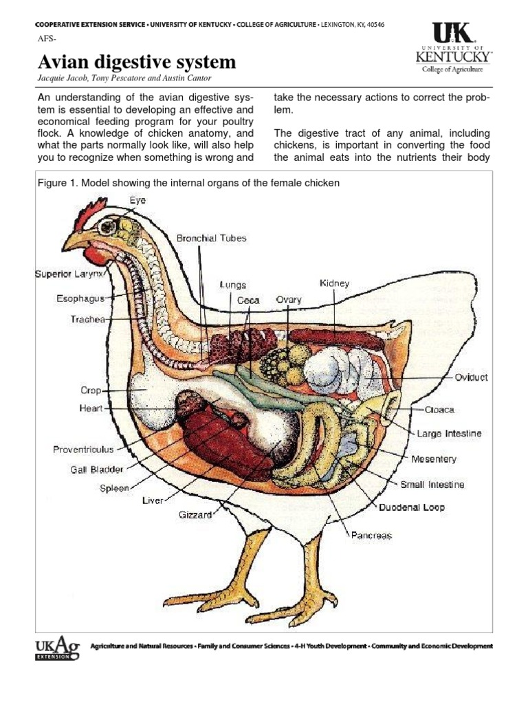 Chicken anatomy Digestion Human Digestive System