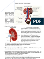 Urinary System (Chart)