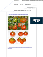 Fotos Der Tomatensorte Black Russian - Solanum Lycopersicon L