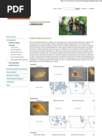 Mayflies (Ephemeroptera