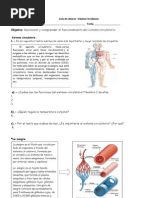 Guía Sistema Circulatorio 5° Basico
