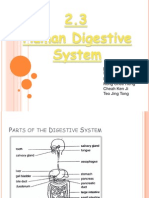 2.3the Human Digestive System