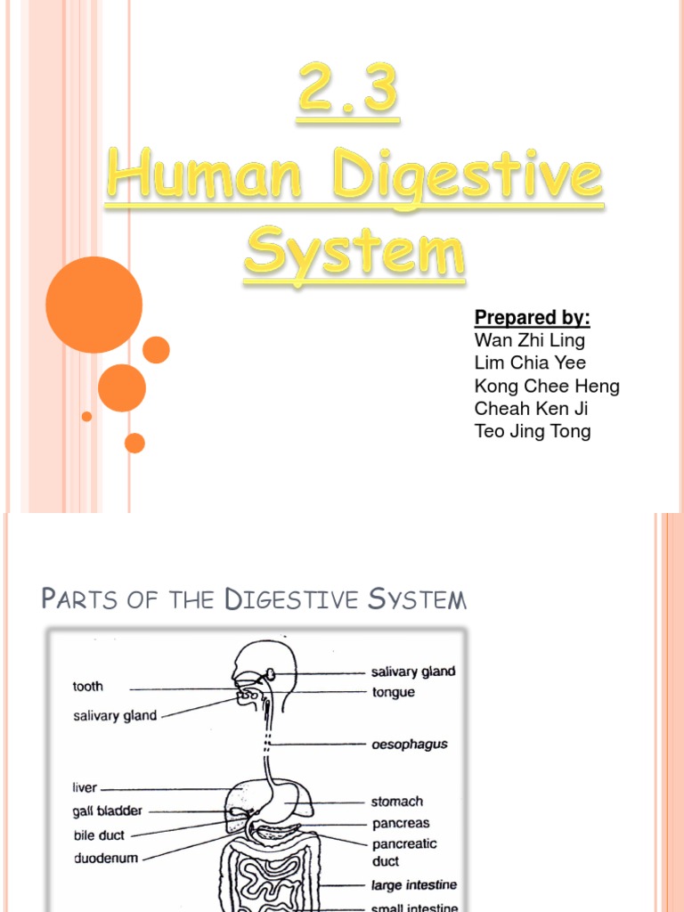 2.3the Human Digestive System | PDF