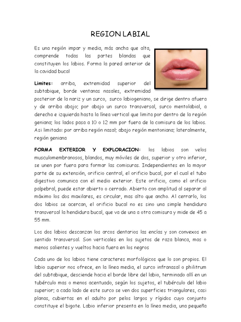 Anatomía y Patología de los Labios | PDF | Labio | Piel
