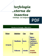 03.Morfologia Externa Insec