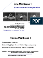Smas - Plasma Membrane 