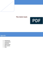 The Calvin Cycle Explained: CO2 Fixation to Glucose Synthesis in 3 Stages