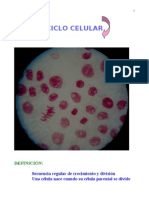 Clase 10 Ciclo Celular