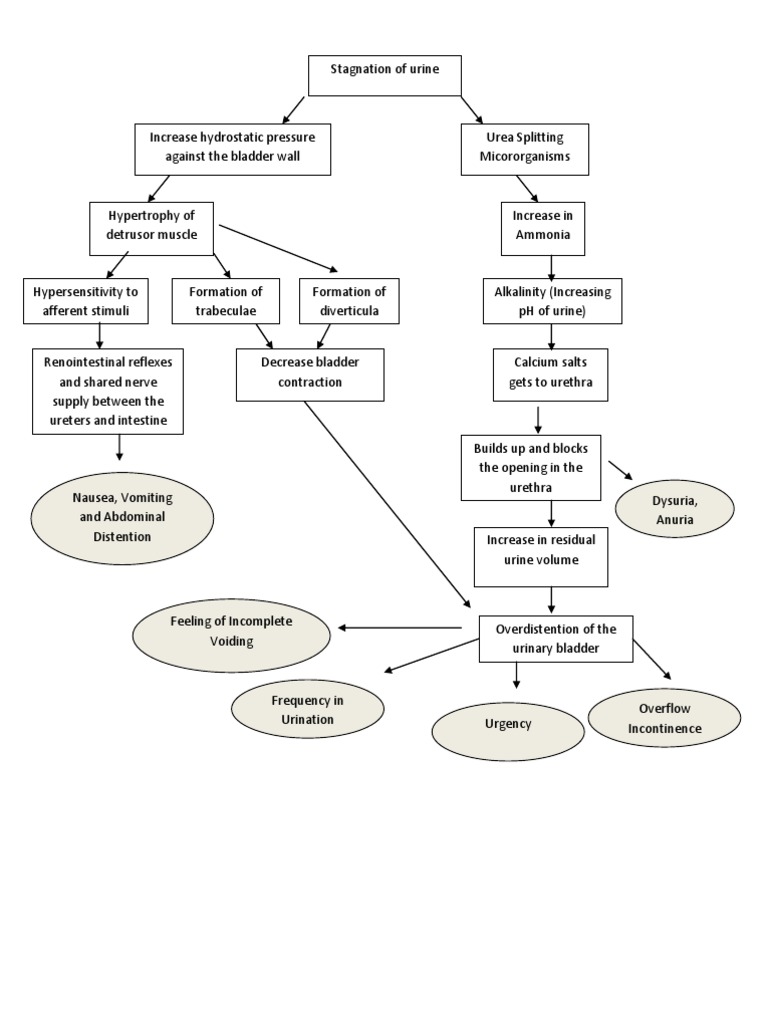Pathophysiology of Urinary Retention | PDF