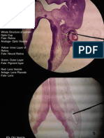 CNS (Embryo)