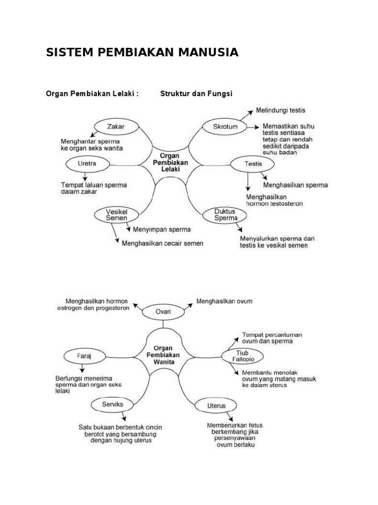Sistem Pembiakan Manusia