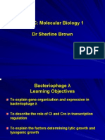 Bacteriophage Lambda