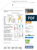 FUTBOL BASE - Gráfico de Los Músculos Que Intervienen en El Futbolista