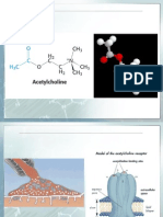 Adrenergic Os