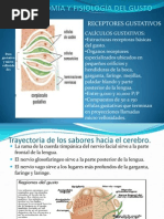 Anatomía y Fisiología Del Gusto