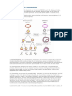 Ovogenesis y Espermatogenesis