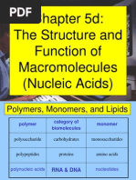 Chapter 5d: The Structure and Function of Macromolecules (Nucleic Acids)