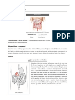 Intestino tenue