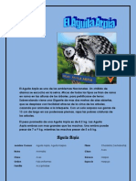 Poster Del Animal en Peligro de Etincion en Panama