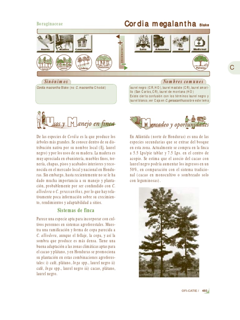 Cordia Megalantha Descargar gratis PDF Germinación Los bosques