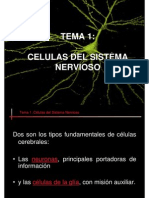 Celulas Sistema Nervioso