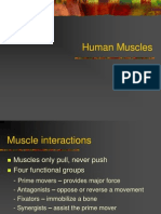 Human Muscles