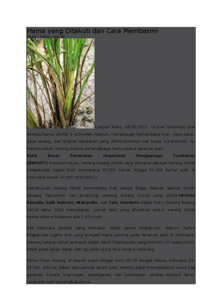 Kliping Wereng Coklat Padi