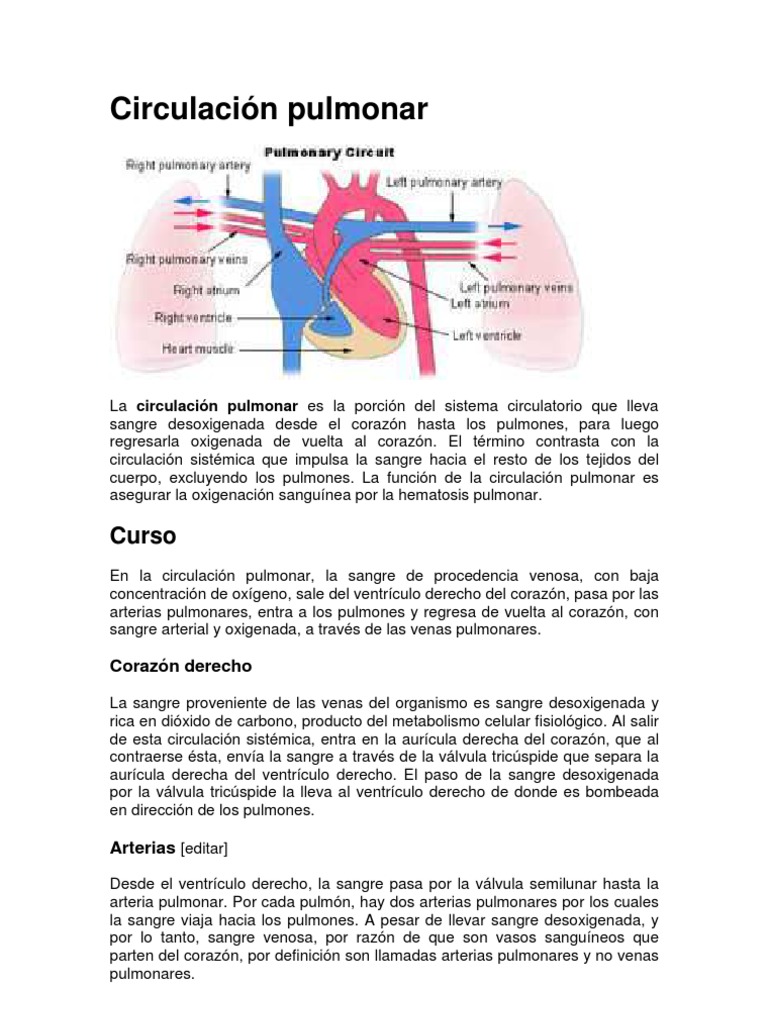 circulacionpulmonar