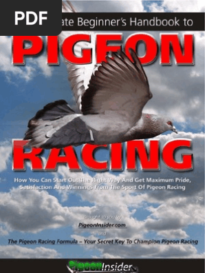Pigeon racing secrets of champions download pc