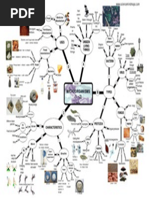 Mind Map On Microorganisms Microorganisms Mind Map | Pdf | Bacteria | Yeast