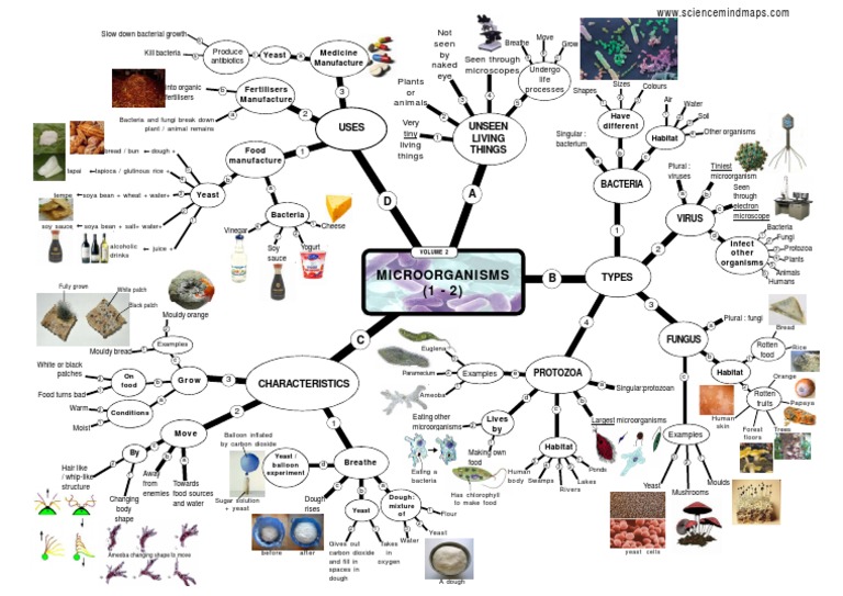 Mind Map On Microorganisms Microorganisms Mind Map | Pdf | Bacteria | Yeast