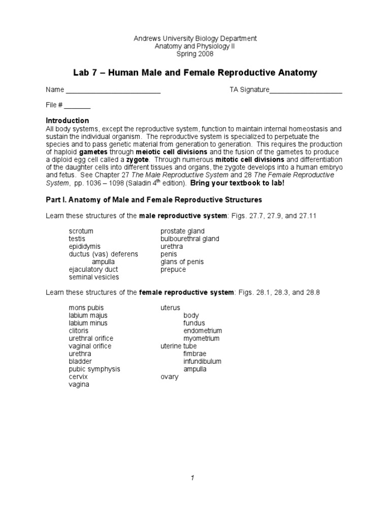 Lab 7 - Human Male and Female Reproductive Anatomy: System, Pp. 1036