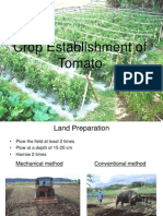 Training of Tomato