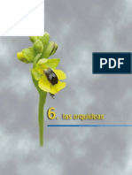 03 Orquideas PDF
