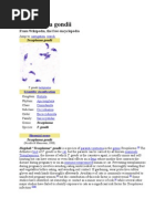 Download Toxoplasma gondii by SUTHAN SN15946717 doc pdf