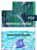 Nervous Tissue Nervous Tissue Nervous Tissue Nervous Tissue