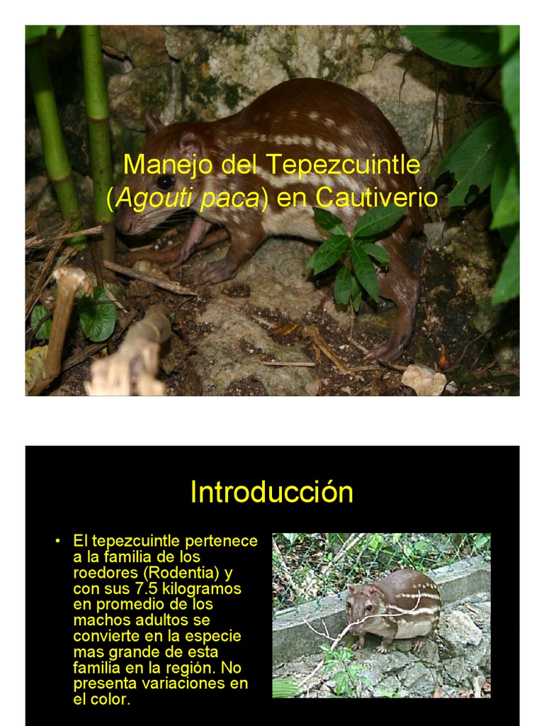 Manejo del Tepezcuintle en Cautiverio | PDF