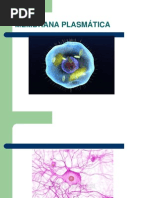 Membrana Plasmática