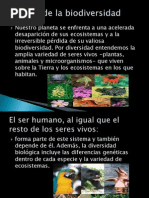 Perdida de La Biodiversidad DESARROLLO 1