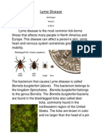Lyme Disease: Borrelia Burgdorferi (Above) - This Bacterium Belongs To