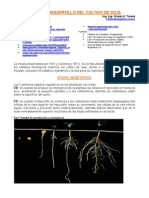 Fases de Desarrollo Del Cultivo de Soja