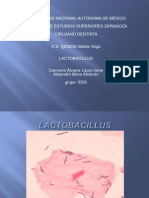 Lactobacillus 3355