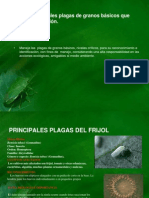 unidad-iii-plagas-de-granos-basicos-20113.pdf