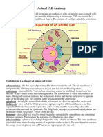 Animal Cell Anatomy