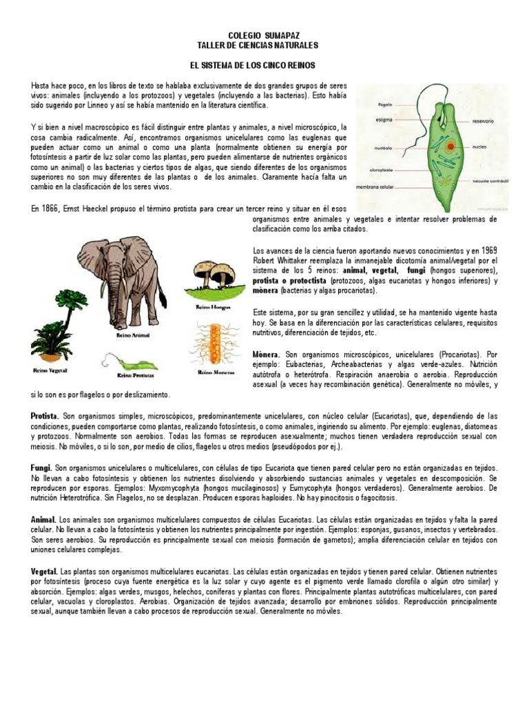 Clasificación de los Cinco Reinos | PDF | Plantas | Eucariotas