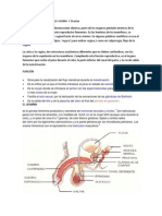 CONCEPTO Y FUNCIÓN DE LA VAGINA Y Ovarios