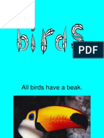 Birds Copia