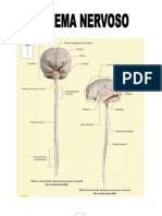 Anatomia Sistema Nervoso