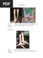 Download Cara Memilih Kaki Dan Sisik Ayam Aduan Yang Bagus by Pepend Surya SN160128887 doc pdf