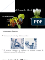 Organización Del Desarrollo Floral
